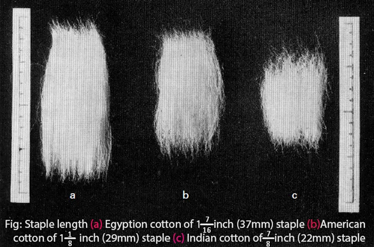 Xơ Ảnh Hưởng Đến Chất Lượng Sợi & Vải Như Thế Nào? 1 Độ dài xơ (Fiber Length)