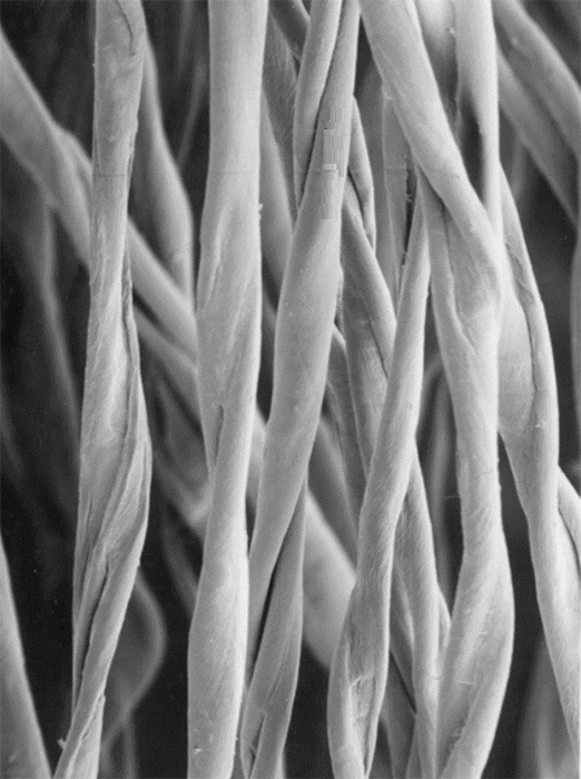 Xơ Ảnh Hưởng Đến Chất Lượng Sợi & Vải Như Thế Nào? 3 Morphological Structure of Cotton Fibre