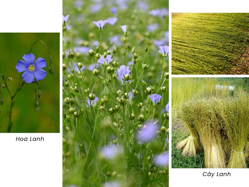 Vải Lanh Là Vải Gì? Vì Sao Linen Vẫn Được Yêu Thích Sau Hàng Nghìn Năm? 2 Hoa lanh (Flax)