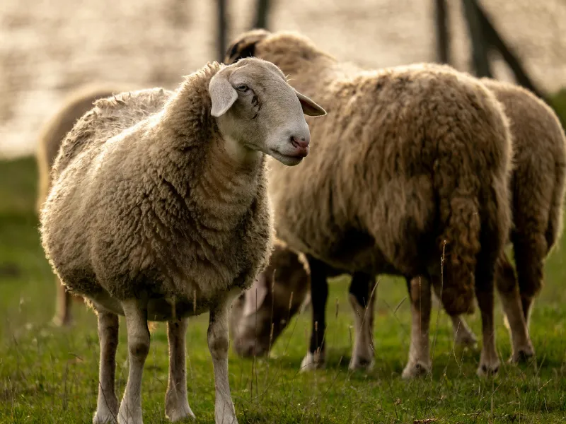 Sợi Len Là Gì? Cấu Trúc Xơ Và Các Loại Sợi Len Phổ Biến 1 Standard Wool (Len cừu tiêu chuẩn)