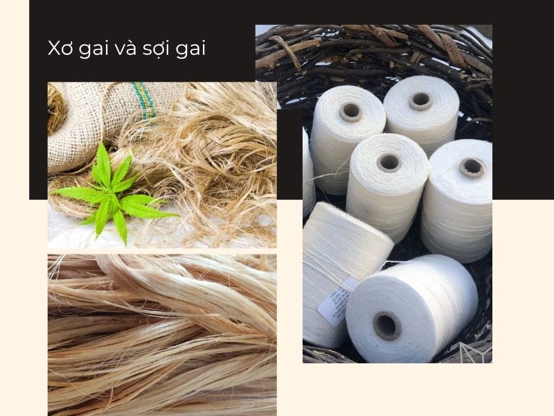 Xơ gai tự nhiên được tách từ vỏ cây trước khi kéo thành sợi dệt